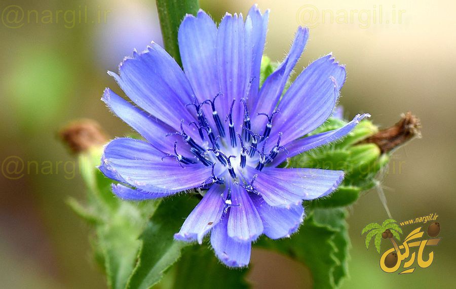 کاسنی فرنگی - معرفی و خواص گیاهان دارویی